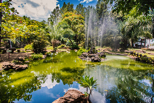 Descubra o cerrado em Caldas Novas