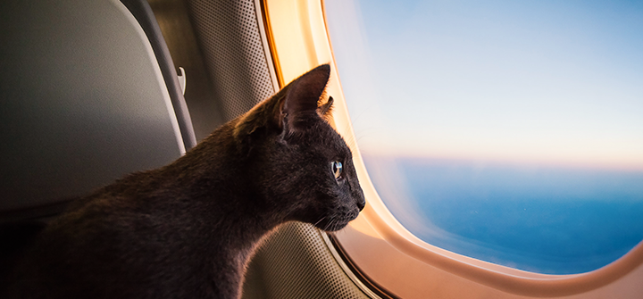 A parte burocrática de viajar com pet em avião